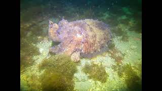 Scuba diving in Spain INTO THE BLUE diving centre [upl. by Eneli]