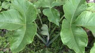 春海岸に近い湿った林の中で花を咲かせたムサシアブミ Arisaema ringens [upl. by Carol-Jean590]