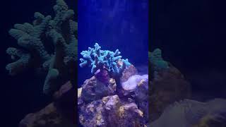 Meerwasseraquarium aquaristik [upl. by Edouard]