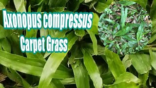 🍃🌿🌱Axonopus Compressus  Carabao Grass  Carpet Grass [upl. by Seyer]