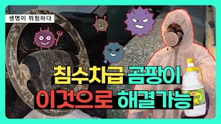 역대급 자동차 가죽시트 곰팡이 곰팡이 없애는 방법 대공개 [upl. by Bone]