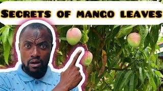 Top 3 hidden s£crets about mango tree is revealed [upl. by Aennaej271]