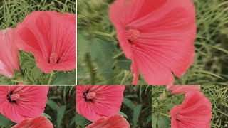 The Beauty of Pink Lavatera  Flowers  Rose mallow 2024 [upl. by Enaht929]