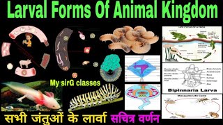 Larval Forms of Animal Kingdom  सभी जंतुओं के लार्वा सचित्र वर्णन [upl. by Calbert840]