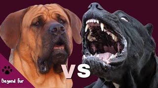 Tosa Inu vs Cane CorsoResult May be Unpredictable [upl. by Dosh]