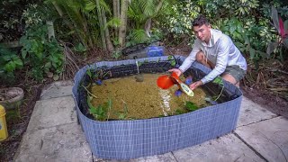 Building My FIRST GUPPY Fish BREEDING POND [upl. by Nyrahs]