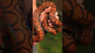 Why my boa is called a “Rainbow Boa” snake [upl. by Eseuqram]