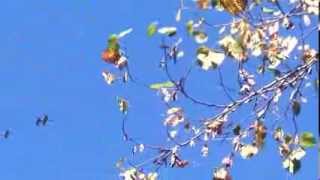 Hundreds of Wild Green Parrots Fly Over Us in Los Angeles [upl. by Barra]