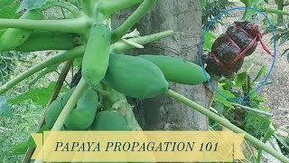 Papaya Propagation 101 [upl. by Hcnarb]