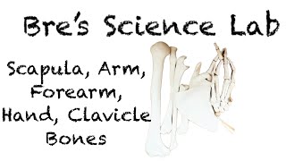 Upper Limb Bones Scapula Clavicle Humerus Ulna Radius Hand [upl. by Dekow]