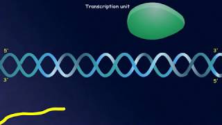 Biology for CBSE Class 12 Transcription Unit [upl. by Nevlin]