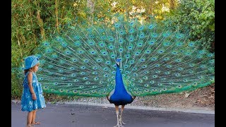 Peacock Dance  Rare Happening  Sri Lanka Peacock Dance infront of my house [upl. by Peterman388]