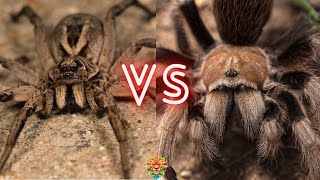 DEADLIEST Bite Wolf Spider VS Tarantula [upl. by Rustin282]