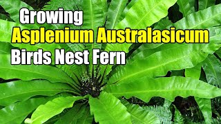 How To Grow Asplenium Australasicum  Birds Nest Fern [upl. by Colb]