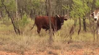 Pig hunting Gulf country NT [upl. by Adelaja]