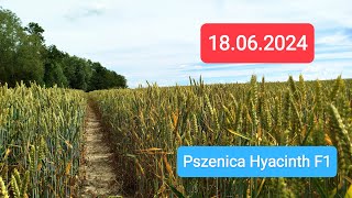 Pszenica sezon 2024  Pszenica hybrydowa HYACINTH 🌾 18062024 [upl. by Diley]