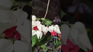 Bleeding heart shorts houseplants [upl. by Flin284]