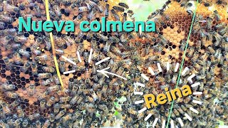 Nueva colmena Abejas muy mansas bee nature colmenas [upl. by Laws]