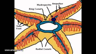 Suckers  The echinoderms hydraulic organ [upl. by Htomit]