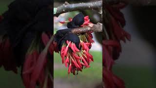 Persian ironwood Parrotia persica  flowers close up  January 2018 [upl. by Hsiwhem340]