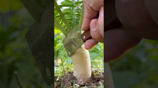 Harvesting Fresh Radish Leaves organic garden harvest satisfying viralvideo radishleaves [upl. by Ylro36]