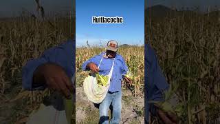 Huitlacoche elcampo [upl. by Ai]