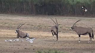 Réserve Africaine de Sigean Aude  France  Parc à pied [upl. by Laicram783]