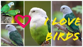 My Grey Headed Madagascar Lovebird amp American Par Blue Lovebird [upl. by Chesnut]