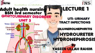 kmu lecture Adult health nursingAHN1unit 3 Disorder of genitourinary systemUTIBSN 3rd semester [upl. by Argus166]