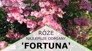 Róża rabatowa FORTUNA ® [upl. by Lussier726]