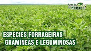 Especies forrageiras  gramíneas e leguminosas EBOOK [upl. by Eniarol620]