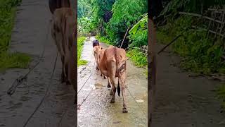 cow animals funny comedy cute [upl. by Akram956]