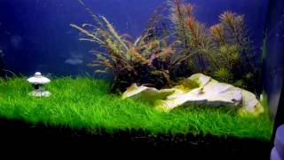 Fluval Spec 5g planted tank [upl. by Dnalyk]