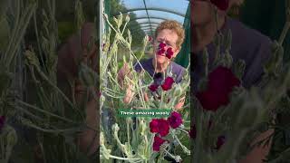 Lychnis coronaria Gardeners World  Magenta flowers with silver foliage [upl. by Naek]