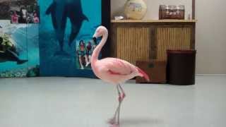 Pinky the Flamingo dancing the quotFlamingo Flamencoquot  Busch Gardens Tampa Bay [upl. by Akeihsal]