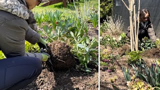 Spring Garden Maintenance Dividing Hellebores Trimming Boxwoods Edging Removing Ornamental Grass [upl. by Steven824]