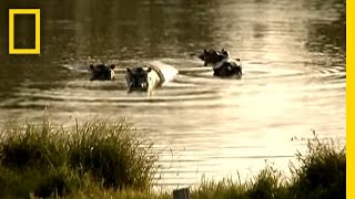 Pablo Escobars Hippos  National Geographic [upl. by Irahcaz]