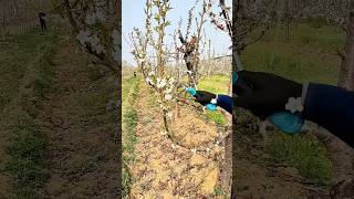 Pruning cherry tree branches process [upl. by Carpenter1]