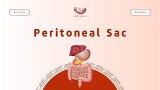 Peritoneal Sac  Anatomy [upl. by Ellitnahc]