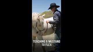 How to Train a Mustang to Flex [upl. by Arjun]