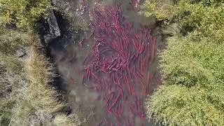 The Fascinating Life Cycle of Fish [upl. by Lyrehc]