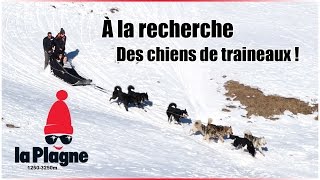 La Plagne à la recherche des chiens de traineaux  2829 Decembre 2016 [upl. by Liamsi]