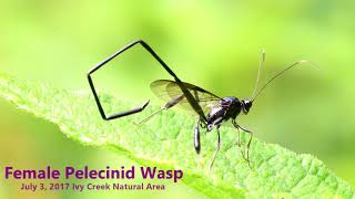 Female Pelecinid Wasp [upl. by Rudwik]