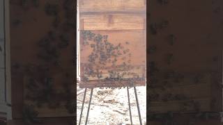 Honey box divide theenipetti bee beekeeping honey agriculture placestovisitinkollihills [upl. by Leunad]