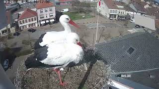 Ville de Sarralbe Webcam Live Cigognes Sarralbe Moselle Google Chrome 2022 03 21 12 16 02 [upl. by Augustina]