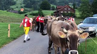 Öberefahre im Toggeburg  Teil 2  mit dem Jodlerklub Männertreu Nesslau Neu St Johann [upl. by Aihsiek937]