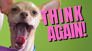 Top 5 Reasons Not to Get a Chihuahua  Dogs 101 [upl. by Simpkins]