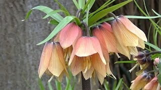 Fritillaria imperialis Early Fantasy  FarmerGracycouk [upl. by Wattenberg448]