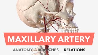 Maxillary Artery  Anatomy Branches amp Relations  Mnemonic [upl. by Ricky]