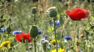 Haiku video n°43 coquelicots et pavots  Red corn poppies and Opium poppies [upl. by Naerda]